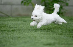 Criador de Bichon Maltes a La Vall de Bianya 