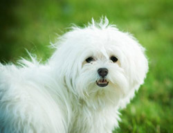 Criador de Bichon Maltes a Riudellots de la Selva 