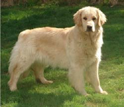 Criador de Golden Retriever a Ger 