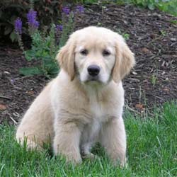 Criadors de Golden Retriever a Toses 