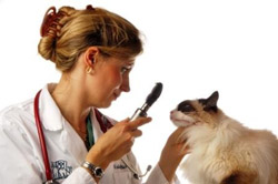 Veterinari a Figueres 