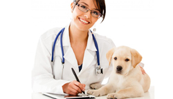 Veterinaris a Castell d'Aro 