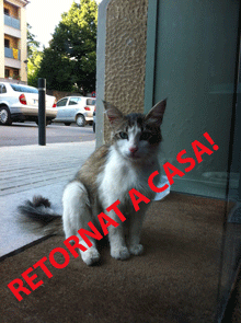 GATO ENCONTRADO