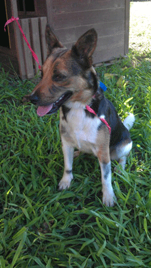 Perra encontrada en Sant Medir, Sant Gregori