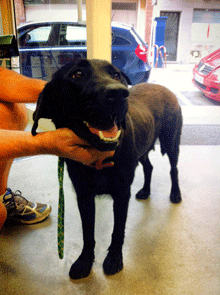 Perra encontrada en Vilacolum