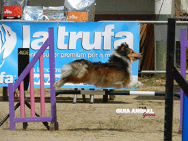 Campeonato de Cataluña de Agility