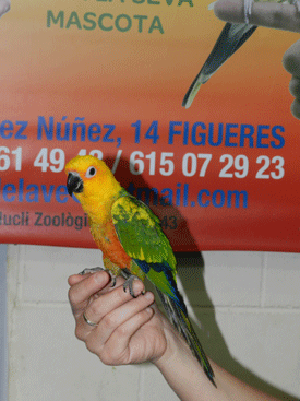 18ª Exposición internacional de aves