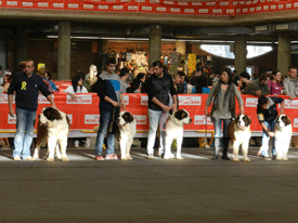 EXPO CANINA - GIRONA 2014