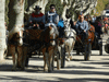 Más de 200 caballos en el 2º desfile de Torroella de Montgrí