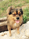 Trobat a Girona