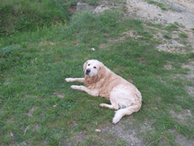 Trobat a Riudellots de la Creu