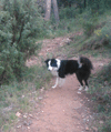 Perdido en Sant Gregori