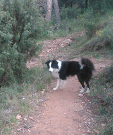 Perdido en Sant Gregori