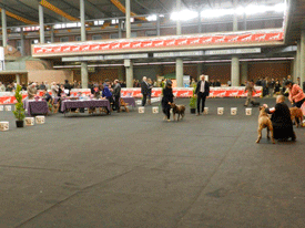 XX EXPOSICIÓ INTERNACIONAL CANINA DE GIRONA 