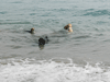 Playa para perros en Barceona