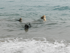 Playa para perros en Barceona