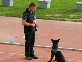 VI FESTIVAL RODAMÓN DE PERROS DE ÈLITE