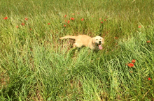 Perdida en Borrassà