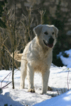 Perdut Golden Retriever a Cruïlles, La Bisbal