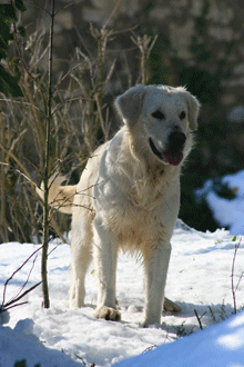 Perdido Golden Retriever en Cruïlles, La Bisbal