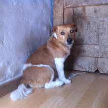 Perdut Jack Russel, La Bisbal d'Empordà