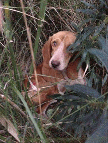 Trobat a Hostalets de Llers