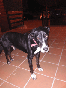 Trobat gos a Sant Gregori 