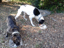 Encontrados en Sant Feliu de Buixalleu