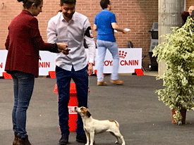 XXI EXPOSICIÓN INTERNACIONAL CANINA EN GIRONA