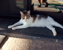 Perdida en Santa Cristina d'Aro