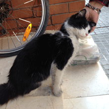 Encontrada en Girona