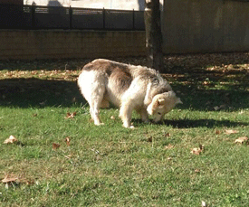 Encontrado en Sarrià de Ter