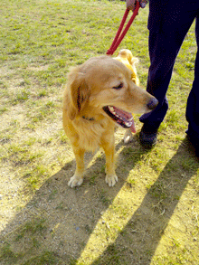 Trobat a Sarrià