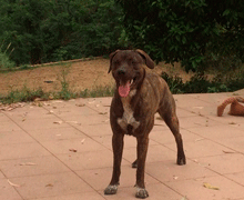 Perdido en Sant Feliu de Guíxols