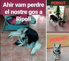 Perdut a Ripoll