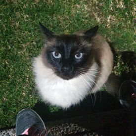 Gata encontrada en Santa Cristina