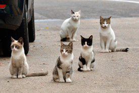 Enverinen gats de la colònia del poble d'Albanyà i de diverses cases particulars.