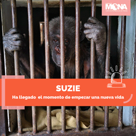 FUNDACIÓN MONA necesita de tu colaboración