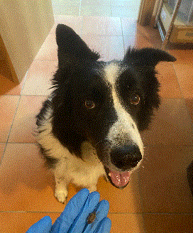 Perros detectores de Lladruc para combatir la plaga del escarabajo márolado