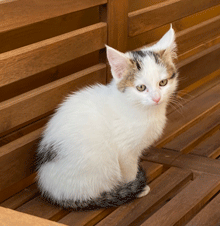 Gata perduda a La Garrotxa