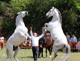 8è Festival Rodamón de Gossos d'èlit