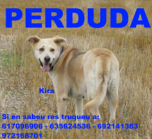 Perdida: Kira