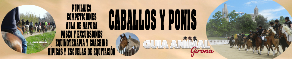 Caballos y ponis