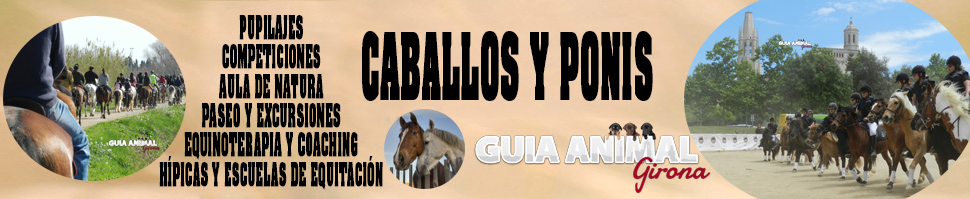 Caballos y ponis