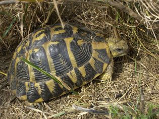 CENTRE REPRODUCCIO TORTUGUES 