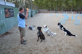 Club Agility Girona