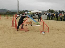 Campionat nacional d'Agility 2012-2013