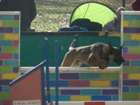 Campionat de Catalunya d'Agility