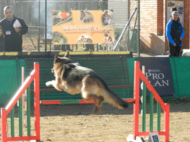 XII OPEN AGILITY CLUB GIRONA