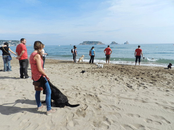 Tendencia Plaga patrocinador Paseada con perros en la playa de la Platera en l'Estartit - GUIA ANIMAL